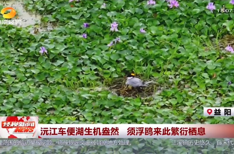 沅江车便湖生机盎然 须浮鸥来此繁衍栖息