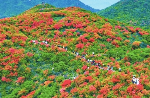 大围山杜鹃花“保卫战”