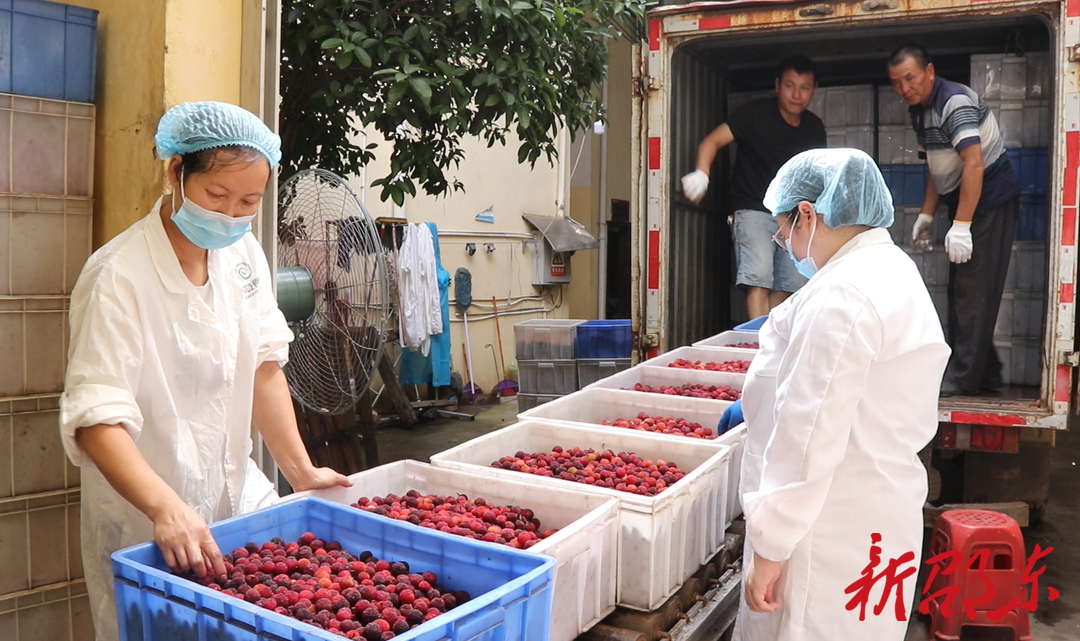 邵东市流泽镇：杨梅丰收 企业保价收购助村民增收