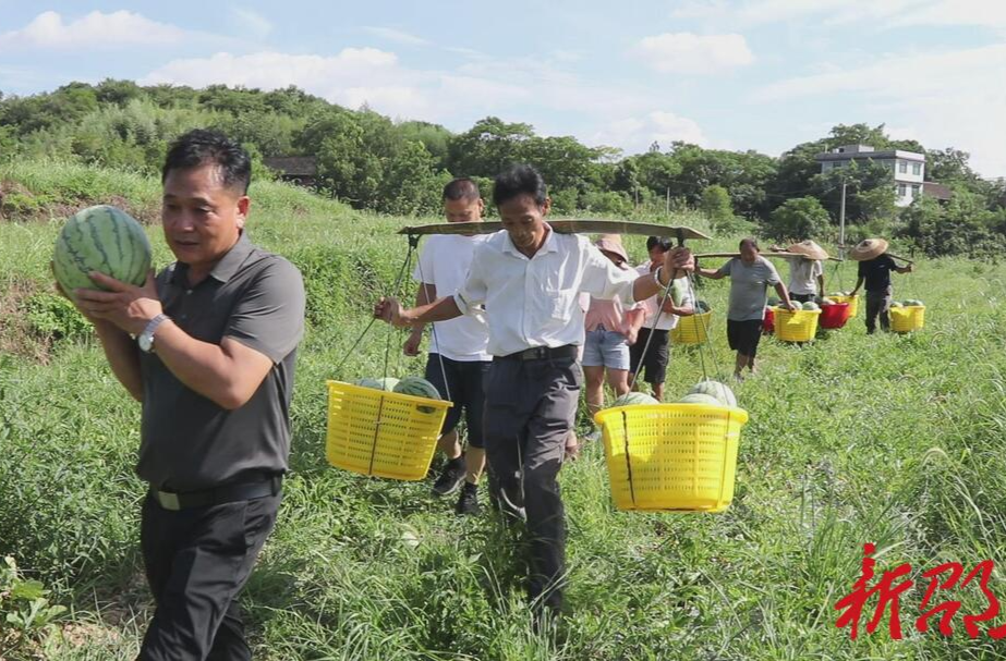 仙槎橋鎮(zhèn)：以工促農(nóng)盤(pán)活撂荒耕地 迎來(lái)西瓜大豐收