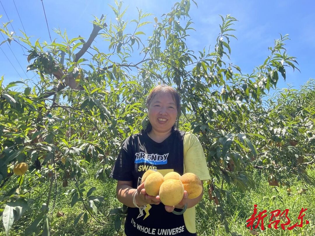邵东市佘田桥镇：高甜来袭，同庆村百亩黄桃新鲜上市