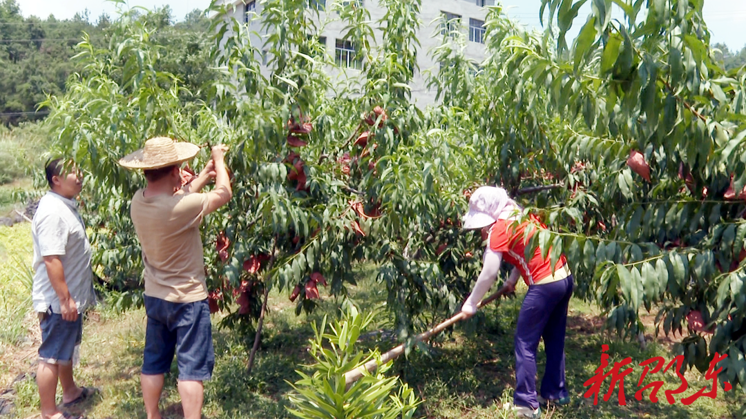 邵东斫曹乡梧桐村黄桃喜获丰收 农户采摘忙
