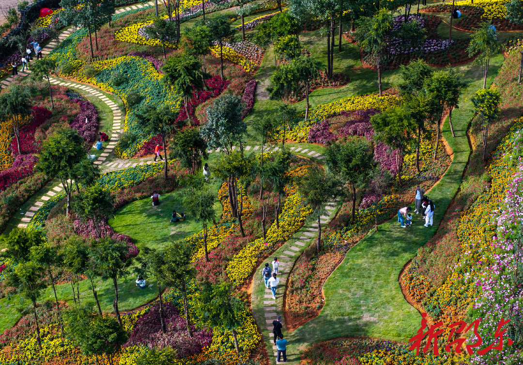 邵东：畅游百亩“花海” 欢度国庆假期