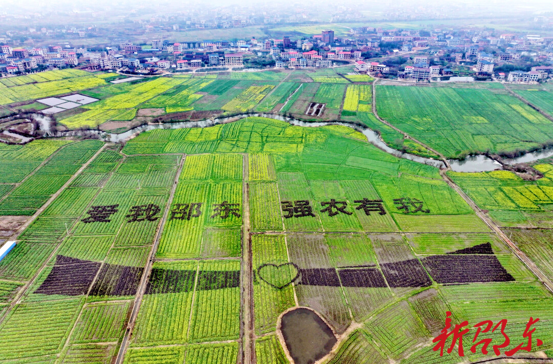 邵东市6000亩油菜花开美如画