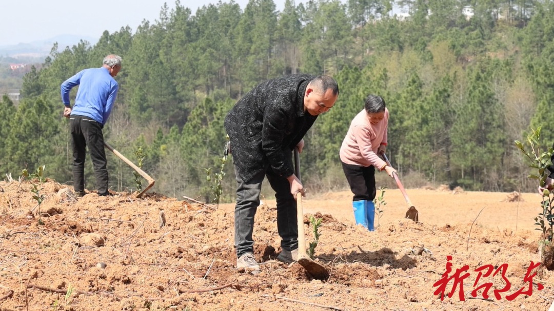 春耕春种：邵东市油茶种植忙 乡村产业添新绿