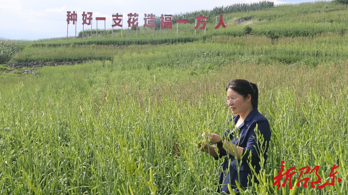 七一特辑 | 申思思：扎根乡村促发展 黄花田里写初心
