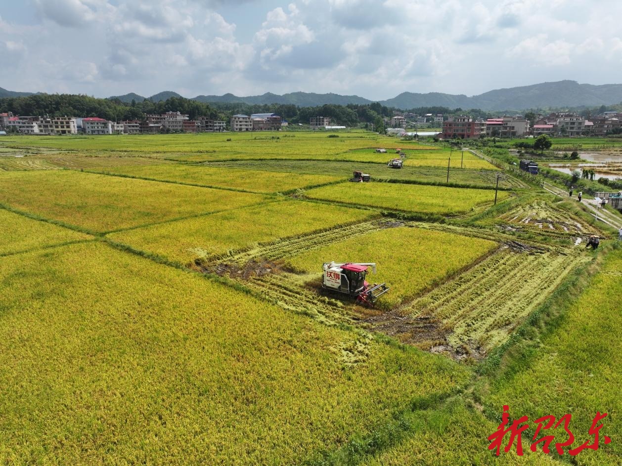 邵東萬畝綜合示范片早稻測(cè)產(chǎn)喜獲豐收 平均畝產(chǎn)達(dá)602.9公斤