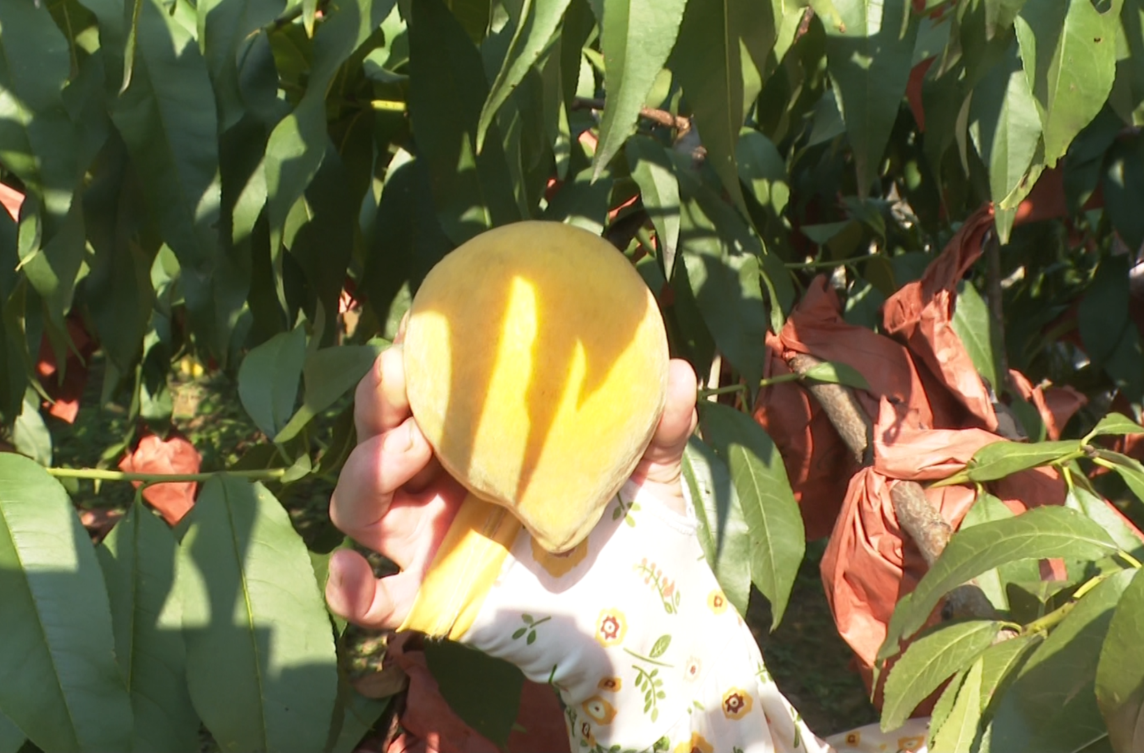 梧桐村里黄桃香  枝头“金果”促振兴