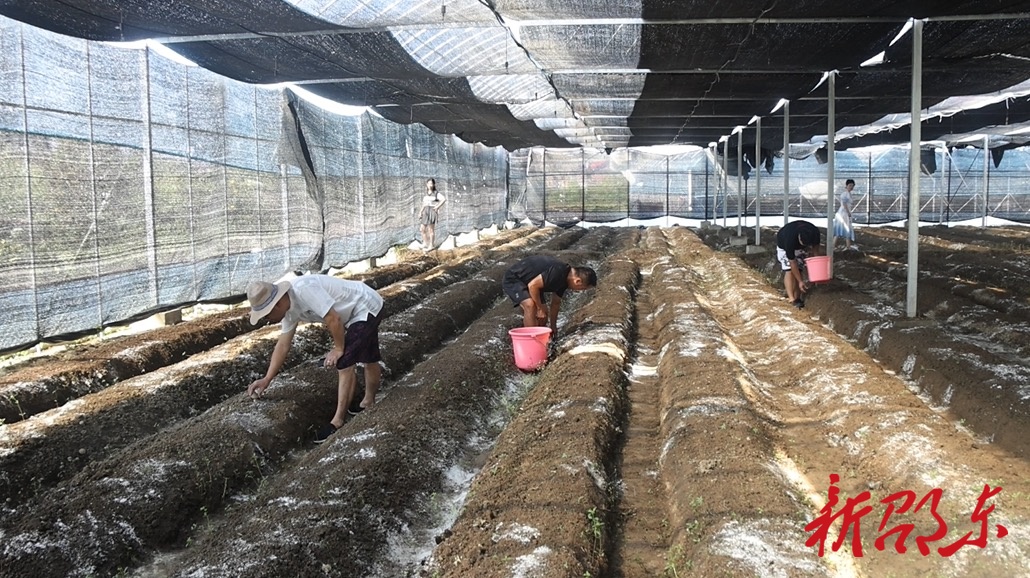 邵东市流泽镇首种草菇喜获丰收