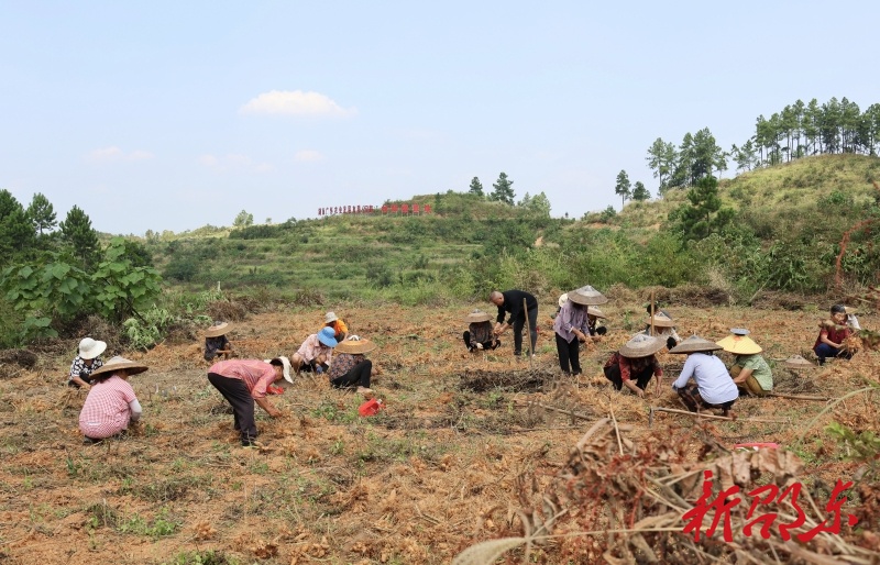 唐作凯：从“工程精英”到“新农人”返乡深耕中药材产业