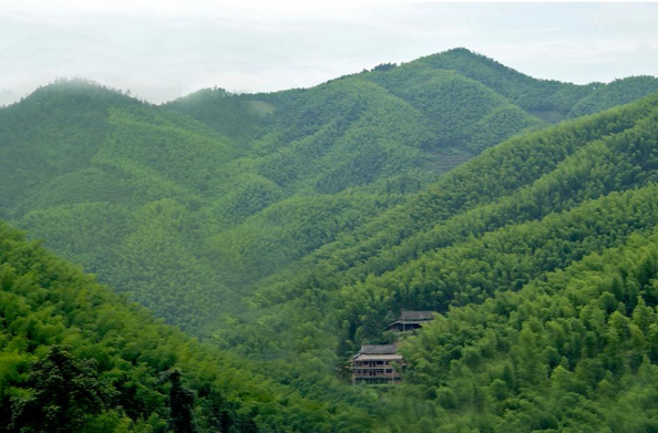 高质量发展看邵阳｜绥宁：一根翠竹链全球，特色产业富苗乡