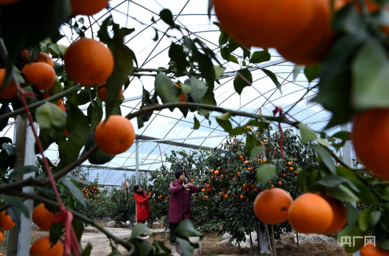 高质量发展看邵阳｜城步“五香产业”：苗乡大地的绿色蜕变之路