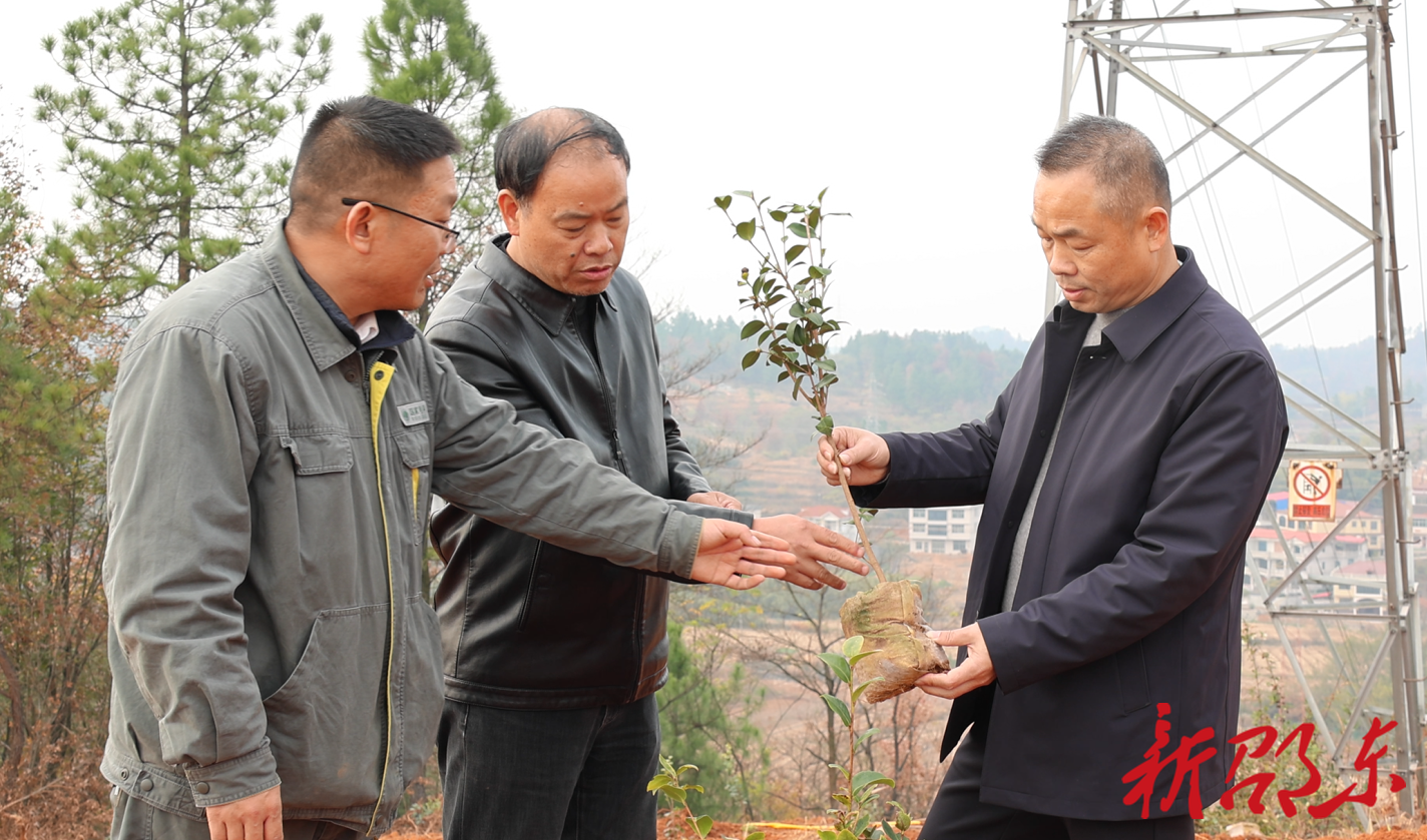 邵东：电力廊道换种油茶 “林电共建”赋能乡村振兴