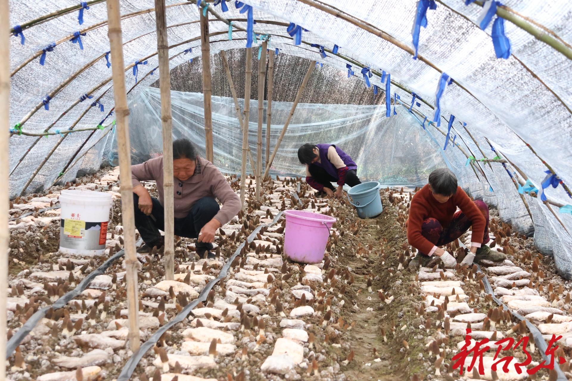 邵东流泽镇：富硒羊肚菌抢“鲜”上市