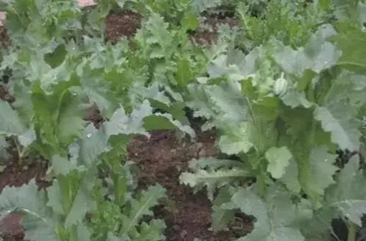 邵东公安禁毒提醒：罂粟不是菜，种一棵也违法！