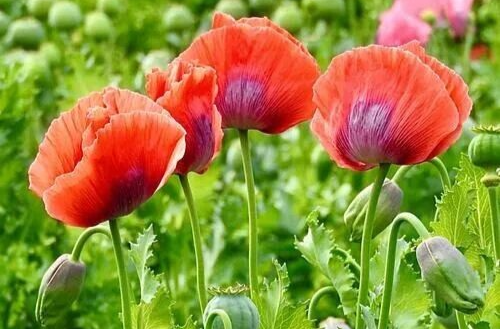 罂粟花：美丽外衣下的“致命诱惑”