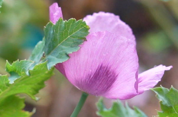 罂粟不是普通花，种植一株也违法！