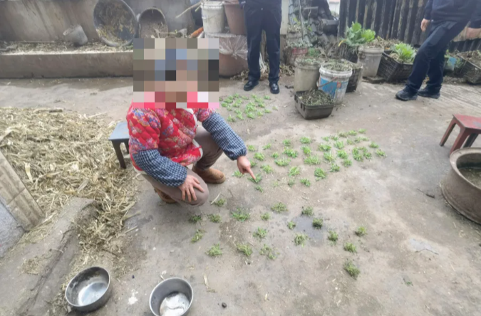 治病？涮火锅？可太“刑”了！贵州一地铲除罂粟1100余株！