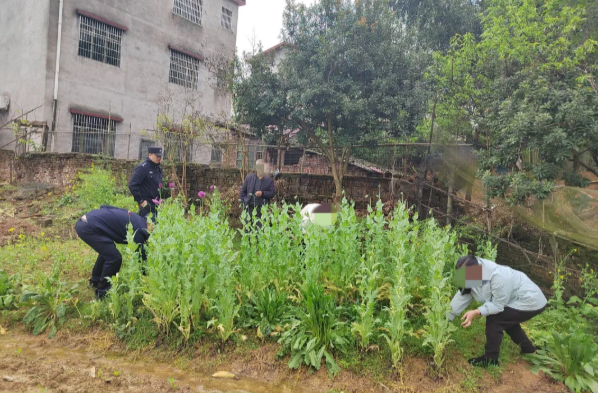 邵阳：能治感冒？种它当心违法！