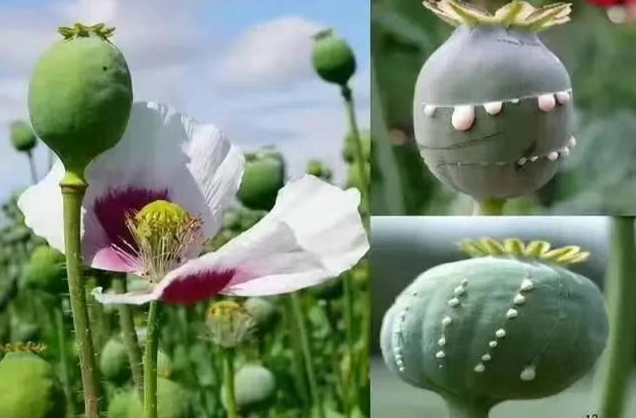 【禁种铲毒】坚决杜绝罂粟种植，让“罪恶之花”不再绽放！