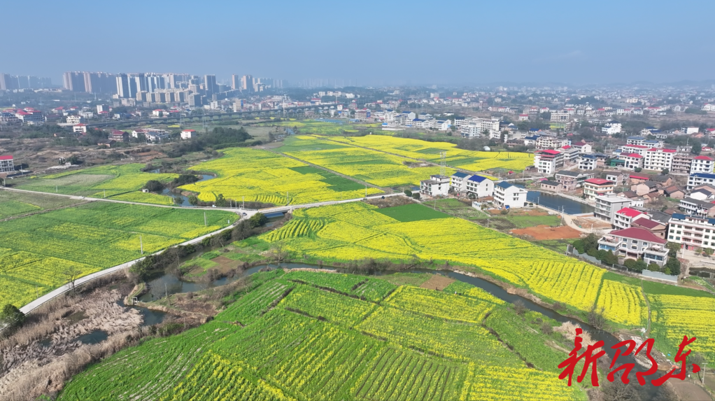 邵东：油菜花开金灿灿 樱花漫山引客来