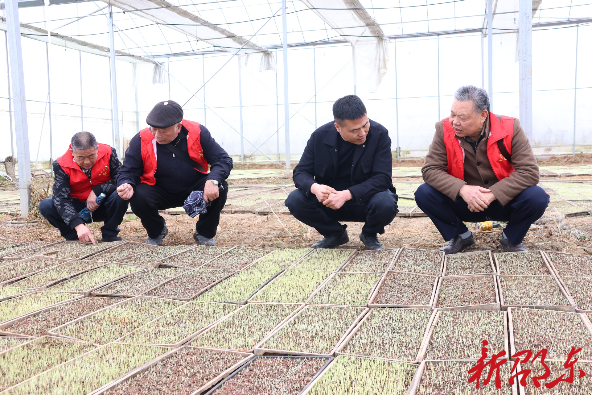 退休不褪色！邵东“金夕阳”志愿服务队护航春耕生产