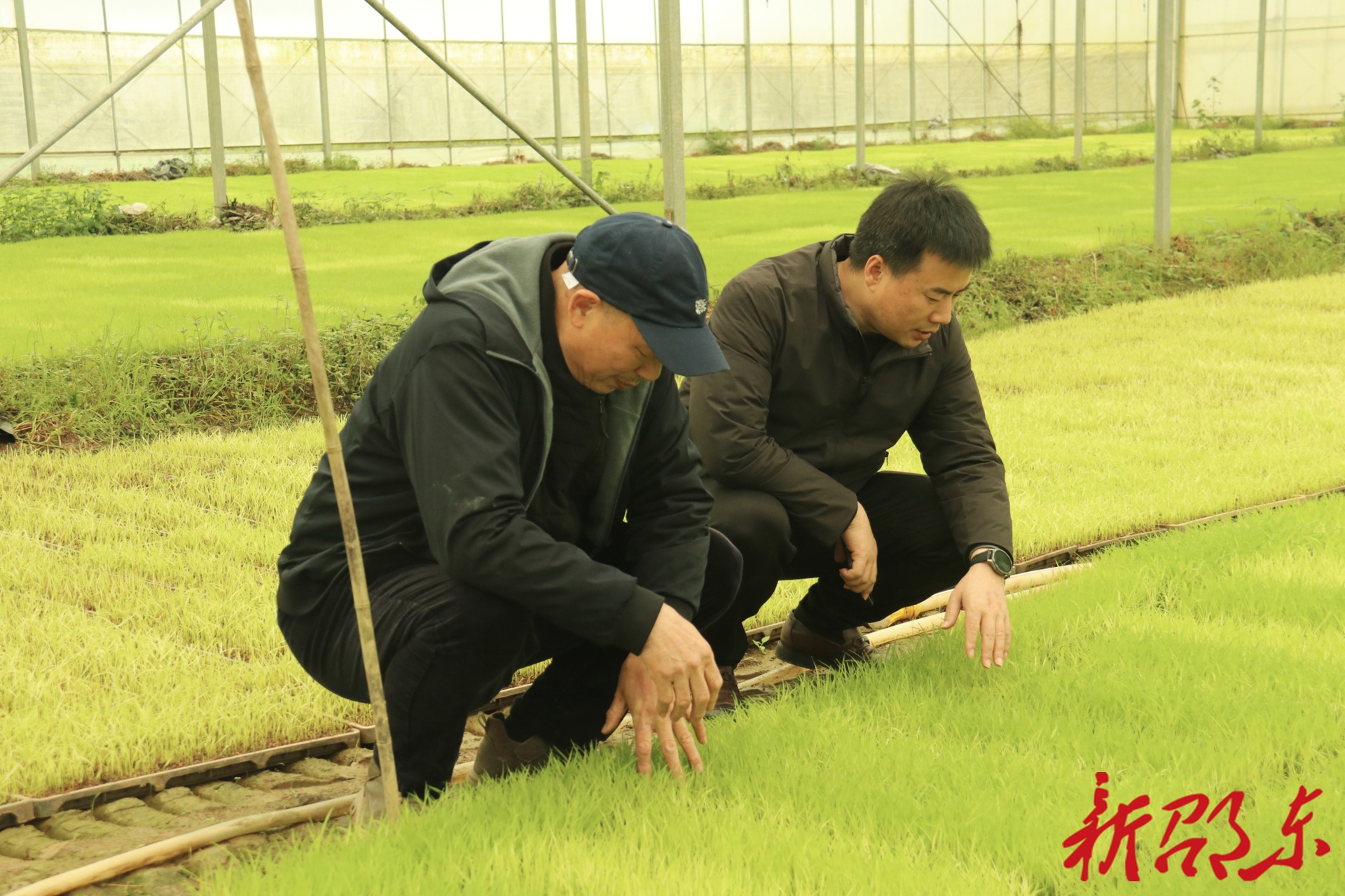 “托管+技护”双赋能！邵东市灵官殿镇春耕跑出“加速度”
