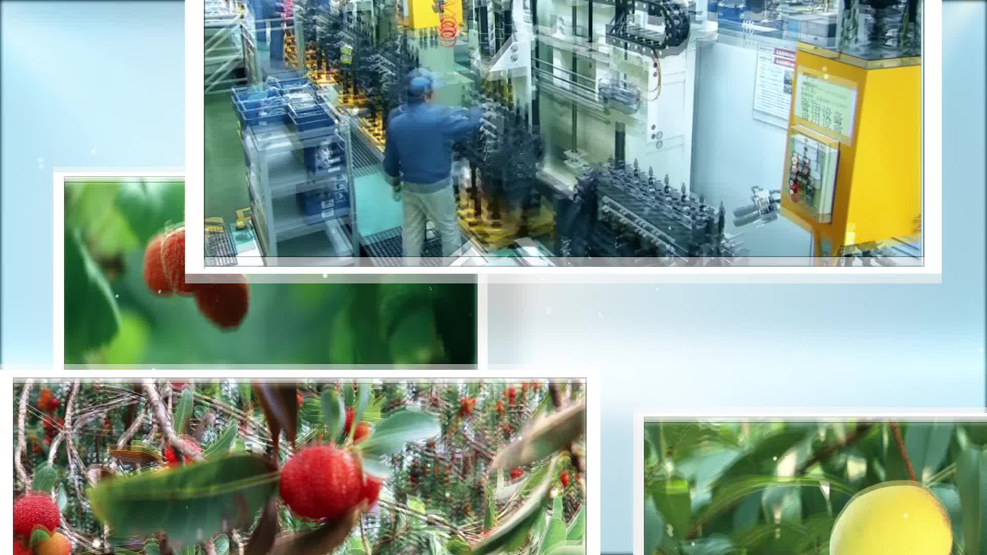 《“邵”果累累》|邵东斫曹乡：黄桃飘香  “桃”醉梧桐