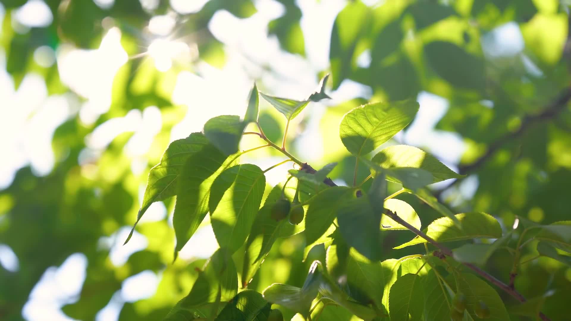 特别的歌声送给敬爱的您