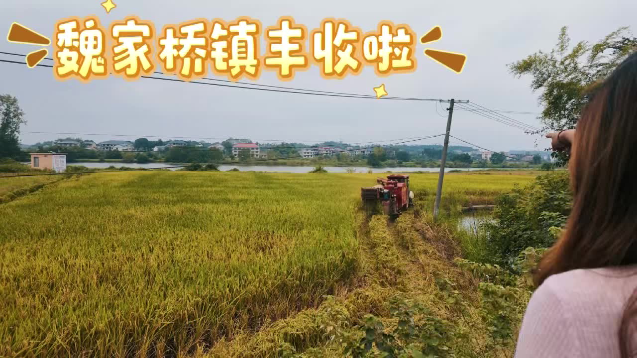 秋分至，邵东魏家桥镇田野好“丰”光