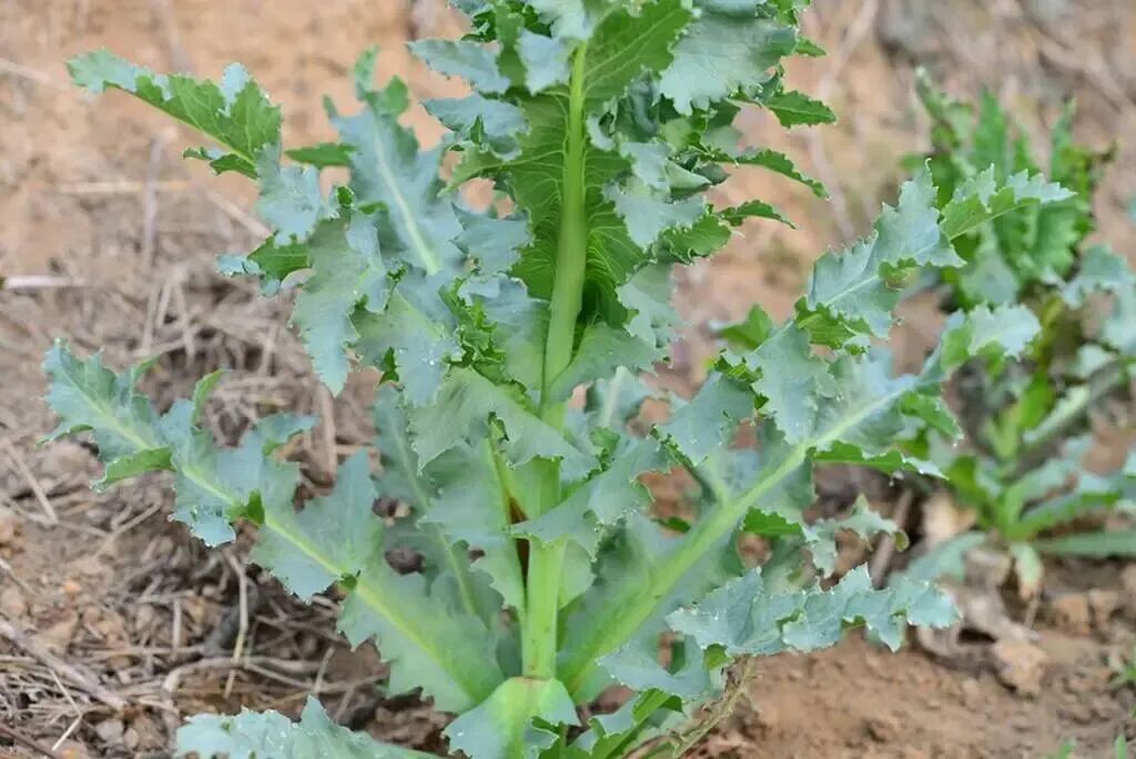 春日尝鲜需谨慎！有些“野菜”碰不得！